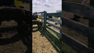 Branding Day #shorts #branding #cows #farm