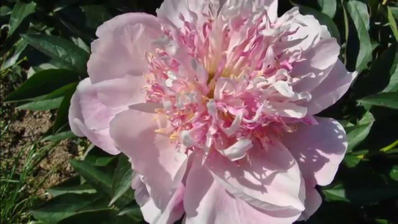 PIWONIE - W OGRODZIE HENRYKA I TERESY