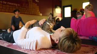 The Oshkosh Area Humane Society holds kitten yoga class