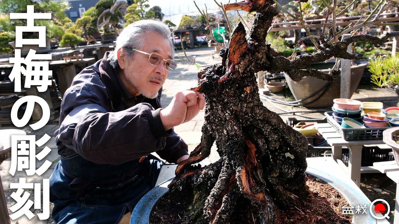 雑木は洞！梅の古木を彫刻する方法【盆栽Q】