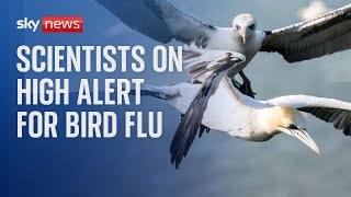 Scientists on high alert for bird flu as seabirds return to UK coast