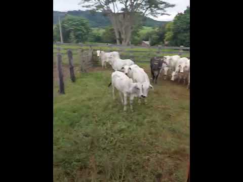 Video 29 - FAZENDA 2946