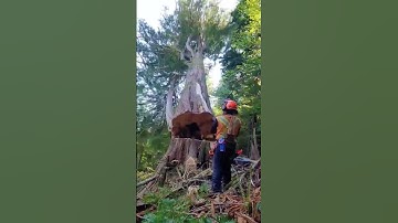 Tree cutting mishap moment #satisfying #asmr #oddlysatisfying #satisfyingvideo #fyp