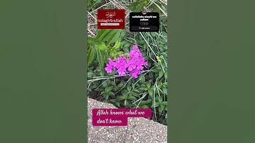 Allahforgives Islamicdailyreminders Astaghfirullah Momlife Flowers Minneapolis Fyi 