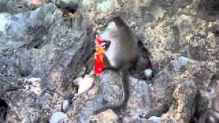 Monkey Beach , Phi Phi Don Island August 2011 603.avi Wealth