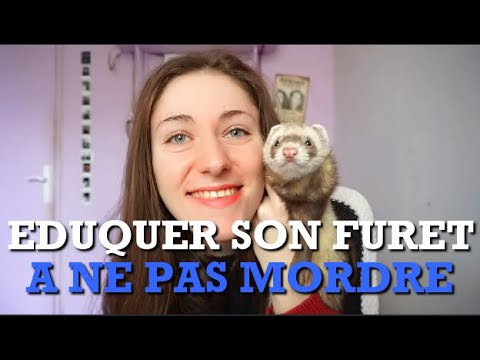 Vidéo: Comment Traiter Un Furet