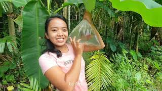 hunting fish, fishing using bamboo to get louhan fish