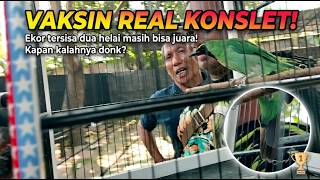 REAL! Inilah Cucak Ijo KONSLET