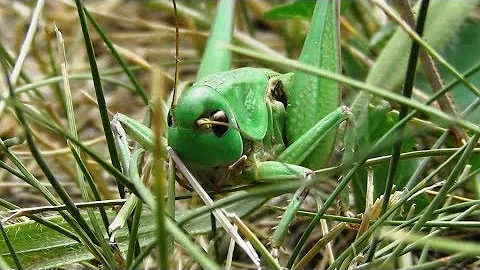 Серый кузнечик. Разные стадии развития ( Decticus verrucivorus )