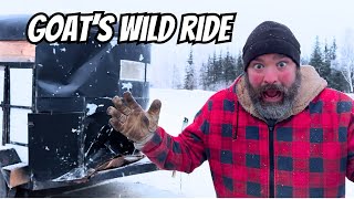 Alaska Winter Highway Crash: Goat's Miraculous Survival Story