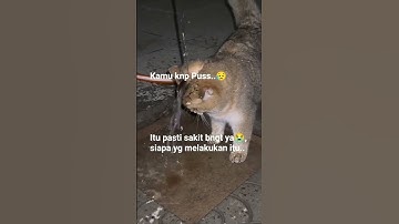 Semoga lekas sembuh ya puuus😭Aamiin #Kucing