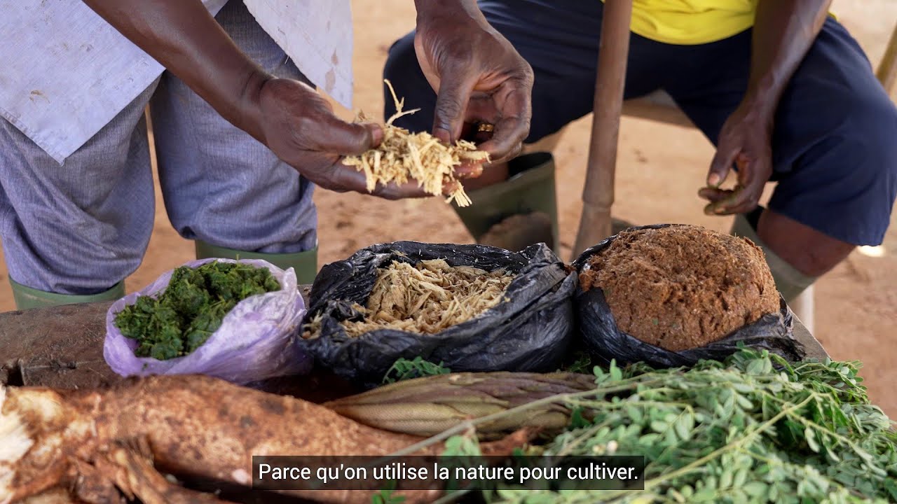 Côte d’Ivoire : le maraîchage en transition agroécologique (Épisode 1)