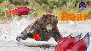 💖 Mùa Bắt Cá Hồi Của Khẩu Thủ | Gấu Săn Cá Hồi | Bear | TOP THÁM HIỂM
