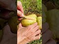 Farmers harvest fresh red guava in the garden #shorts