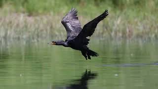 Cormoran à aigrettes - Double-crested Cormorant