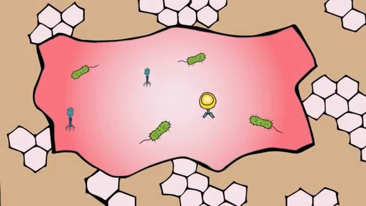 Immunology Basics - Our Immune System - YouTube