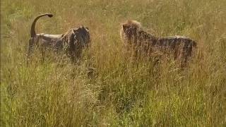 Young male lion subduing a dominant male lion
