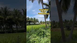 agriculture shortvideo former land village villagelifestyle villagevlog green vivasayam