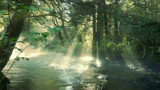 WATER FLOW RIVER & AMBIENTS  FOREST.