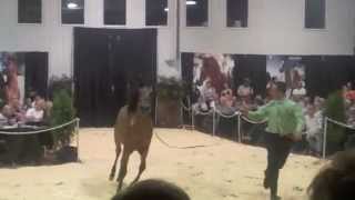 The Arabian Night Horse Show @Tyler3967