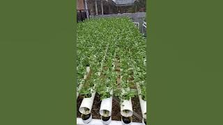 kebun seledri hidroponik Barabai
