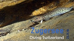 Zugersee Wassertemperatur | Sonntagsblick Nachrichten