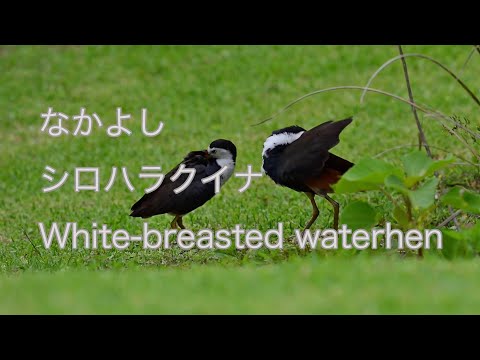 【なかよし】シロハラクイナ White-breasted waterhen