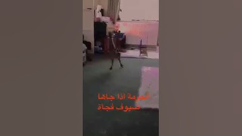 الحرمة اذا جوها ضيوف وهي مو بجاهزة
