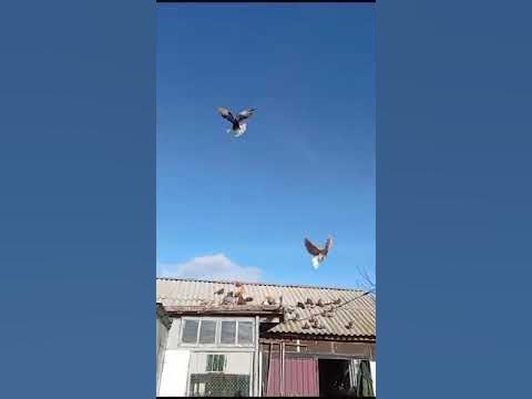 Мои голуби, Ростовская область, азовский район, с. Кулешовка #голуби # ...