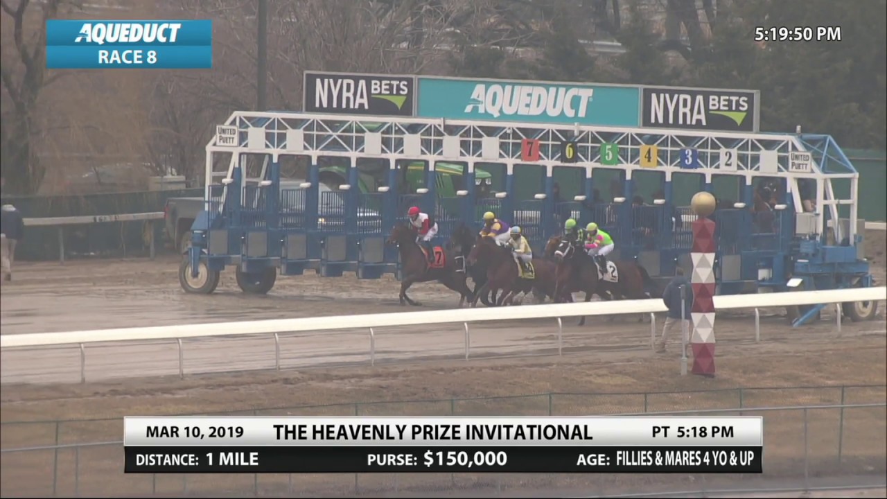 horse racing news Divine Miss Grey - 2019 - The Heavenly Prize Invitational Stakes en Espanol
