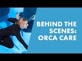 Up close with killer whales Behind the scenes at orca encounter Sea World orlando