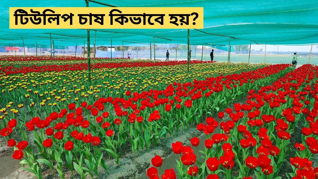 বাংলাদেশে টিউলিপ চাষ করার পদ্ধতি ।। Tulip Cultivation Tips