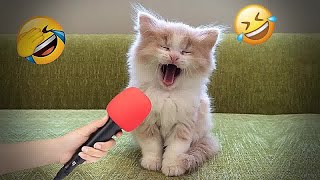 Try Not To Laugh  Funniest Cats and Dogs 2024