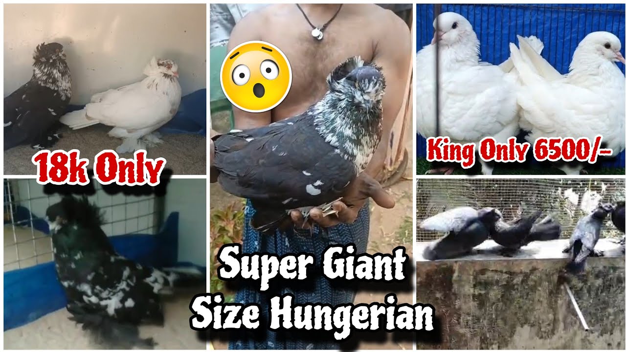 HOUSE HUNGERIAN,FRILLBACK,AMERICAN FAINTAL,POM POUTER AND BURPON KABUTAR AVAILABLE