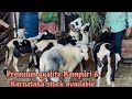 7660077652  premium quality rampuri  karnataka stock available in hyd a1goatsheep