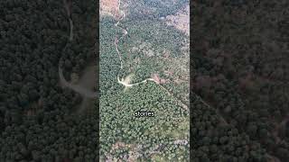 Baobabs and Belief: Roots of Resilience