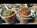 【多肉植物】春の植え替え！胴切り２連チャンするよ。