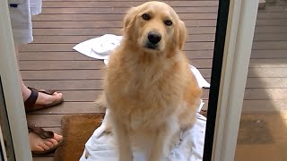 Guilty dog: Bonnie is very very sorry by Finchesca 1,360,582 views 9 years ago 1 minute, 25 seconds