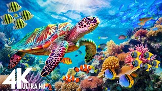 [NEW] 3HR Stunning 4K Underwater footage -Rare & Colorful Sea Life Video - Relaxing Sleep Music #2 by Dream Soul 819 views 2 months ago 3 hours, 43 minutes