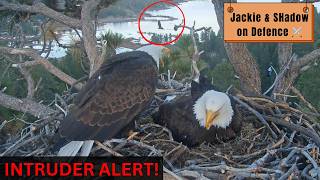 GIZMO RETURNS? 🦅 Jackie &amp; Shadow ATTACK MODE - She Eats ALL the Fish! | Big Bear Eagles