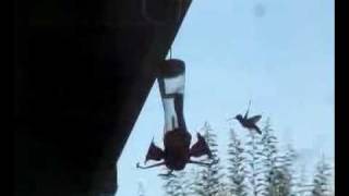 Hummingbird chased by wasp