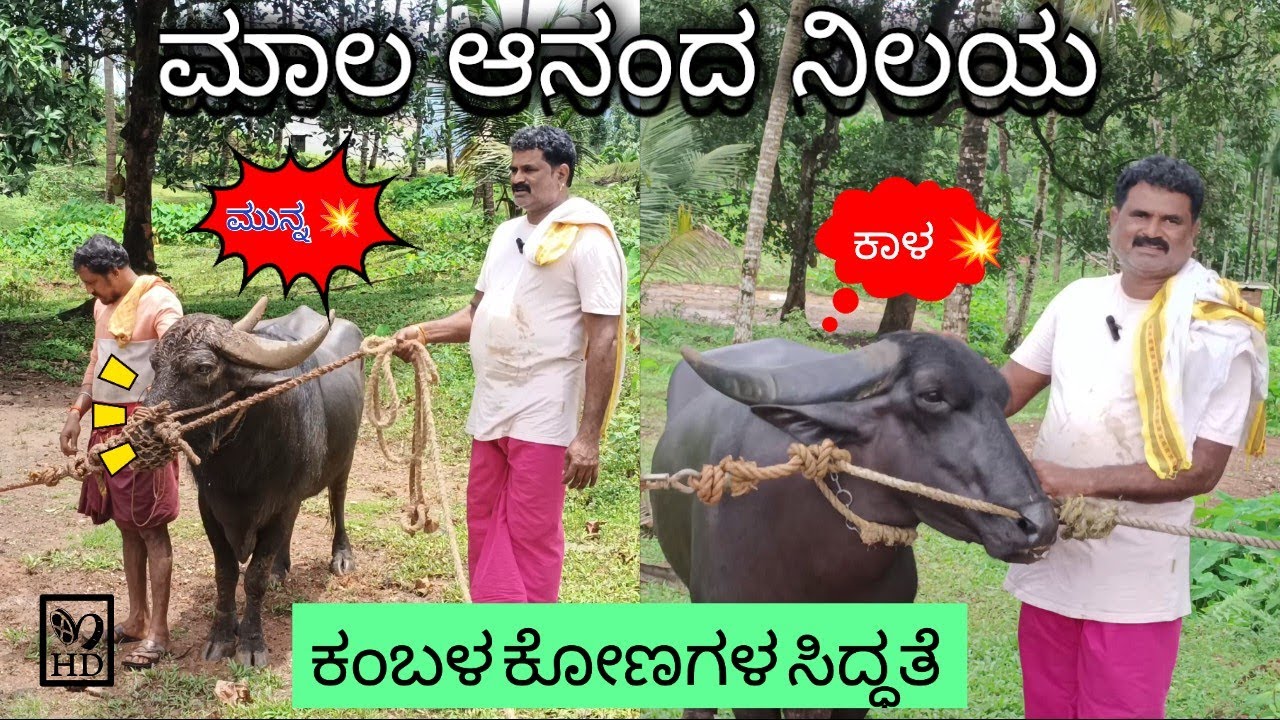 mala ananda nilaya ಕಂಬಳ ಸಿದ್ಧತೆ ತಾಟೆ, ಮೋಡ, ಕಾಳೆ, ರಾಜೆ, ಮುನ್ನ:: ಮಾಲ ಯಜಮಾನರ ಕಂಬಳ ಬಗ್ಗೆ ಮಾತುಗಳು