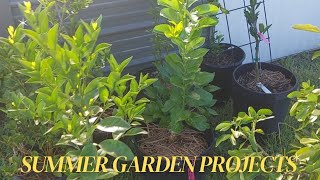 SUMMER GARDEN PROJECTS | CITRUS UPDATE