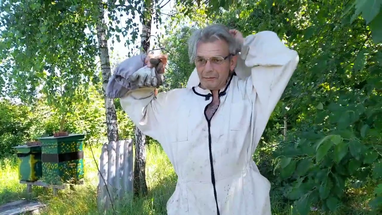 Работа пчел на медосборе без матки