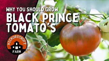 Jak se pěstují rajčata Black Prince?