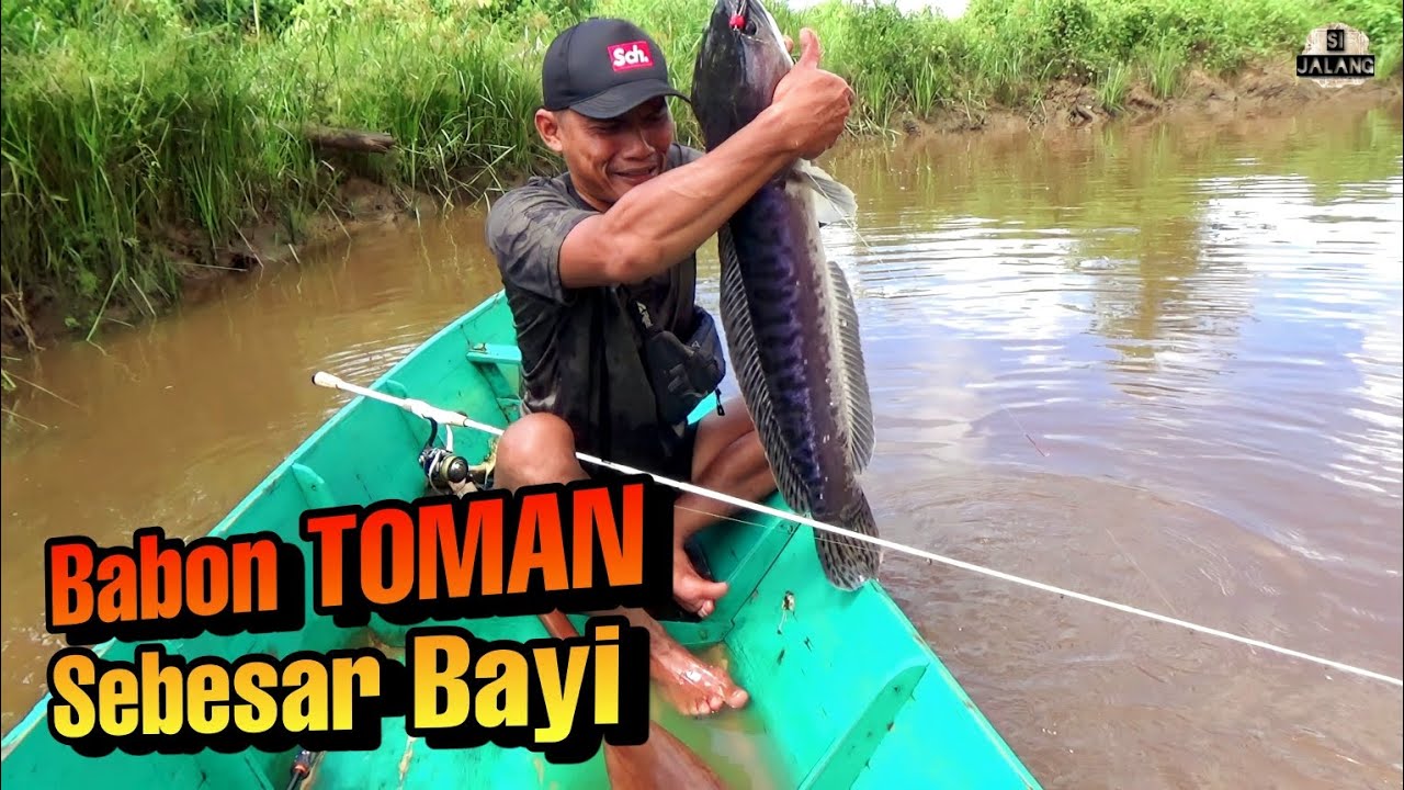Pemancing Ini Berhasil Mendapatkan Ikan Toman Sebesar Bayi Kudanil ‼️