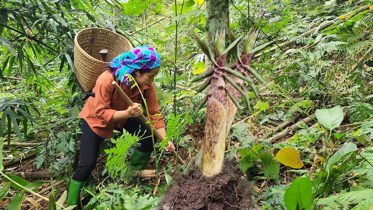 Girl alone goes into the forest to pick bamboo shoots _ how to prepare ...