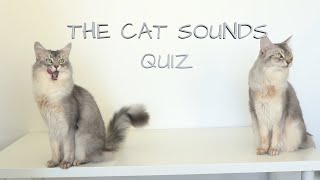 Cat Sounds Quiz by Purrsome Brothers 476 views 3 years ago 4 minutes, 49 seconds