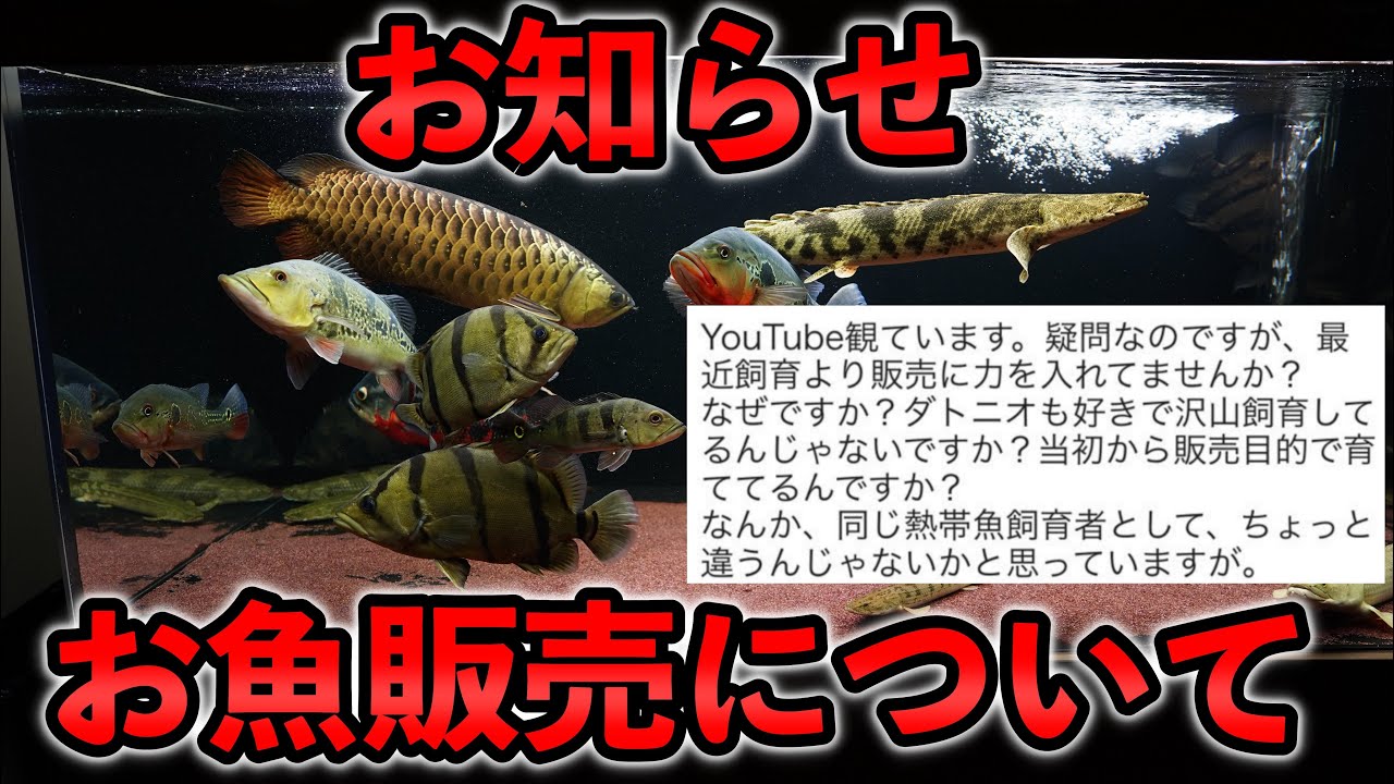 お魚販売についてご報告 メイン水槽の餌やり「トレ後のアクアトーク 