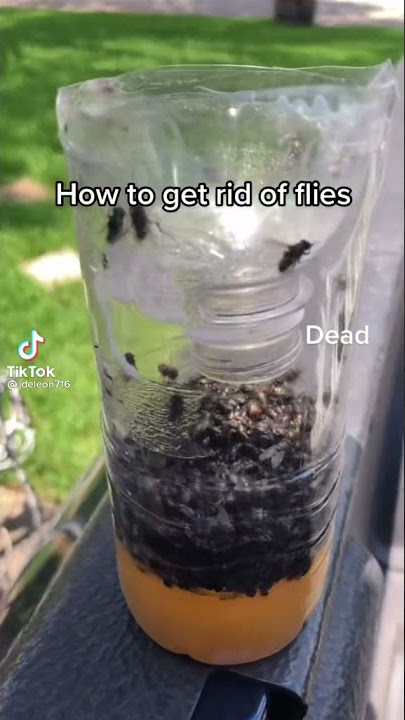 how to get rid of flies a Tik-Tok video for people that hate flies
